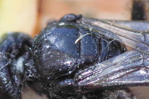 Réf. 273 283 : Panurgus sp.